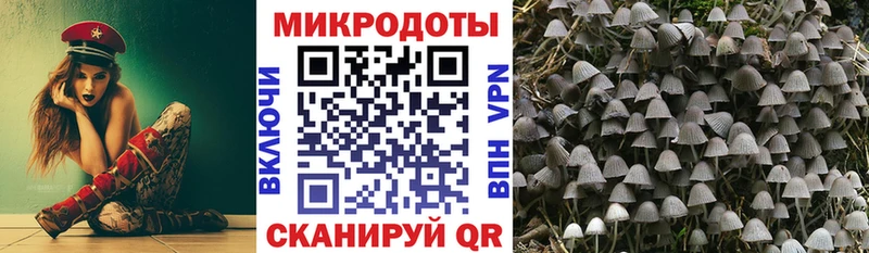 Псилоцибиновые грибы Psilocybe  Ленинск 